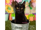 Adopt Nicolette a All Black Domestic Shorthair / Mixed cat in Springfield