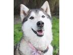 Adopt Phee a Tricolor (Tan/Brown & Black & White) Husky / Mixed dog in