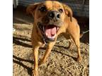 Adopt Sand Dune a Tan/Yellow/Fawn Pit Bull Terrier / Mixed dog in Austin
