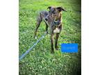 Adopt Scarlet a Brindle German Shepherd Dog / Golden Retriever / Mixed dog in