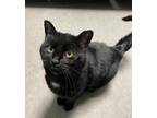 Adopt Chirp a All Black Domestic Shorthair / Domestic Shorthair / Mixed cat in