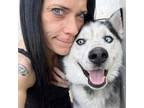 Adopt Kody a Gray/Silver/Salt & Pepper - with Black Husky / Mixed dog in