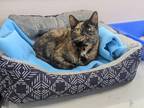 Adopt Freckles a Domestic Shorthair / Mixed (short coat) cat in Prairie du