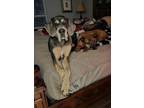 Adopt MARU a Great Dane, Bloodhound