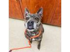 Adopt Prada A0054893362 a Mixed Breed, Pit Bull Terrier