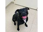 Adopt Blitzen A0054732114 a Mixed Breed, Pit Bull Terrier