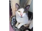 Adopt Mr. Peabody a Domestic Shorthair / Mixed (short coat) cat in Bourbonnais