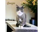Adopt Georgia a Gray or Blue (Mostly) Domestic Shorthair / Mixed (short coat)