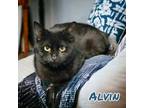 Adopt Alvin a All Black Domestic Shorthair / Mixed (short coat) cat in Port