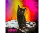 Adopt Dinah a All Black Domestic Shorthair / Mixed (short coat) cat in Port