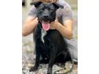 Adopt Rambo Gunner a Labrador Retriever / Mixed dog in Jackson, MS (37848463)