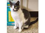 Adopt Tiki a Domestic Shorthair / Mixed (short coat) cat in Fremont