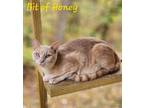 Adopt Bit of Honey a Domestic Shorthair / Mixed (short coat) cat in Cambridge