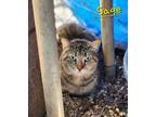 Adopt Sage a Domestic Shorthair / Mixed (short coat) cat in Cambridge