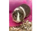 Adopt Browny a Guinea Pig small animal in Hyde Park, NY (37716660)
