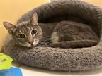 Adopt Gucci a Spotted Tabby/Leopard Spotted Domestic Shorthair / Mixed cat in