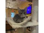 Adopt Mary a Spotted Tabby/Leopard Spotted Domestic Shorthair / Mixed cat in