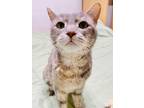 Adopt Marble a Domestic Shorthair / Mixed (short coat) cat in Ft.