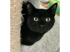 Adopt Titan a All Black Domestic Shorthair cat in Mooresvillle, NC (30250096)