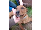 Adopt Mudslide a Rottweiler dog in Mauston, WI (37797652)