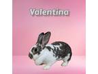 Adopt Valentina a White American (short coat) rabbit in Williston, FL (35291535)