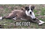 Adopt Bigfoot a Catahoula Leopard Dog / Mixed dog in El Dorado, AR (37665580)
