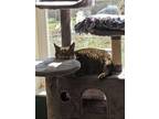 Adopt Billie a Domestic Short Hair