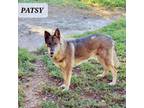 Adopt PATSY a German Shepherd Dog