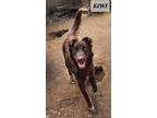 Adopt KIWI a German Shepherd Dog, Labrador Retriever