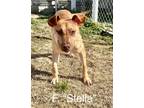 Adopt Stella a Pit Bull Terrier, German Shepherd Dog