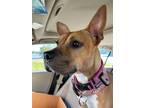 Adopt Tyesha (aka Ty) a Carolina Dog, Boxer