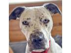 Adopt Tamarin a Pit Bull Terrier, Mixed Breed