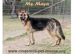 Adopt Ms. Maya a German Shepherd Dog