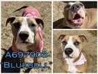 Adopt BLUEBELL a American Staffordshire Terrier
