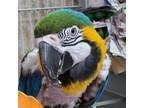 Adopt Chubby a Macaw