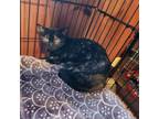 Adopt Gemma a Domestic Medium Hair