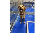 Adopt Sweet Tea a Hound, German Shepherd Dog