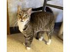 Adopt Isis a Tabby