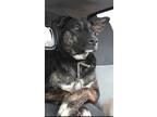 Adopt Chestnut: RIDGE DOG IN TRAINING a Mixed Breed