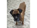 Adopt Anna a Boxer