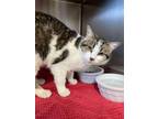 Adopt Honey a Domestic Short Hair