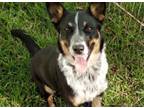 Adopt Etta(Dream Girl) a Australian Cattle Dog / Blue Heeler, Australian Kelpie