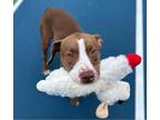 Adopt Mary a Pit Bull Terrier