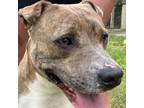 Adopt Paris a Mountain Cur, Mixed Breed