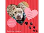 Adopt Baby Girl a Pit Bull Terrier