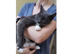 Adopt Little Grey a Domestic Short Hair