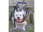 Adopt Miley a Pit Bull Terrier