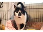 Adopt Pookie a Domestic Short Hair