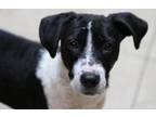 Adopt Laylia a Black Labrador Retriever, German Shorthaired Pointer