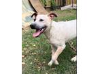 Adopt Bootiful a Bull Terrier, Australian Cattle Dog / Blue Heeler